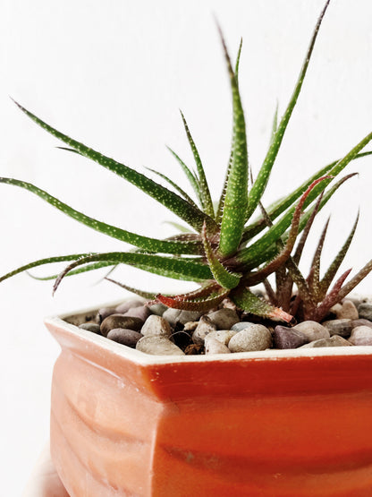 Aloe Bellatula in Vintage Ceramic