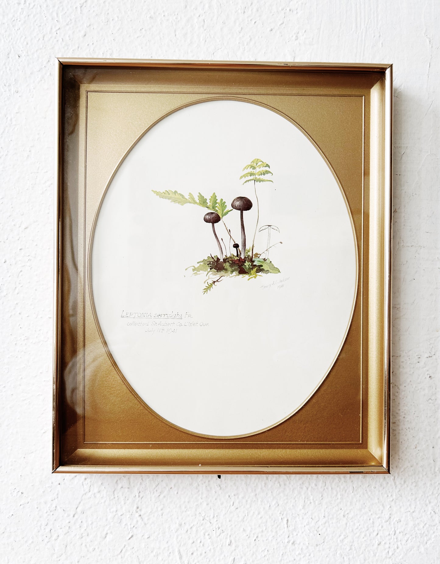 Mid Century Framed Mushroom Book Plate