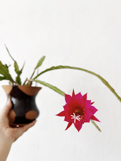 Flowering Epiphyllum in Clay
