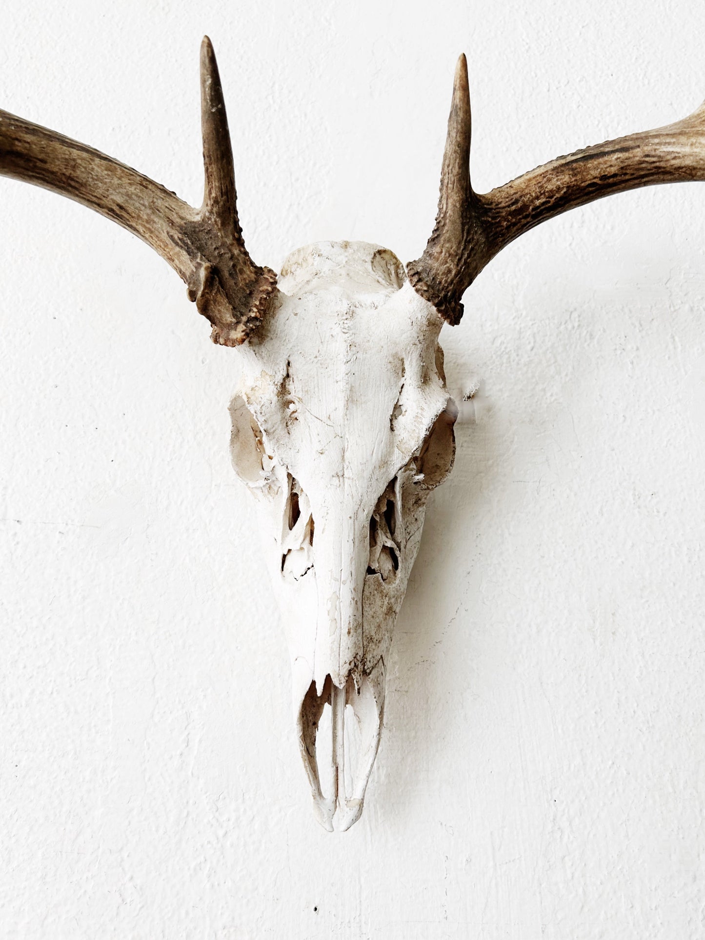 Deer Skull with Antlers