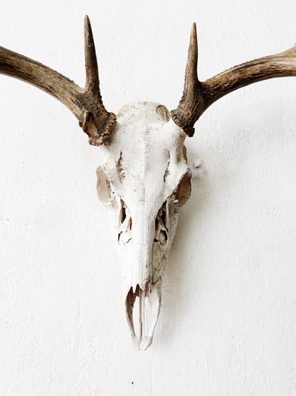 Deer Skull with Antlers