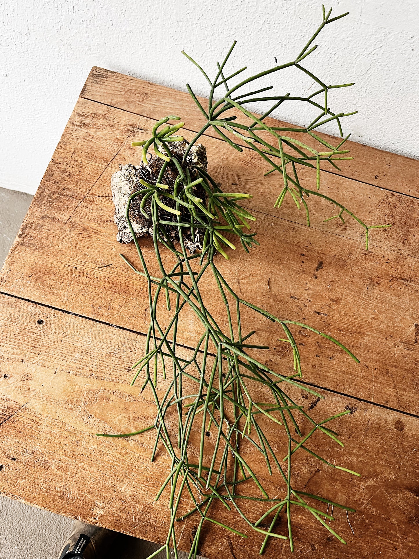 Rhipsalis Baccifera Cork Mount