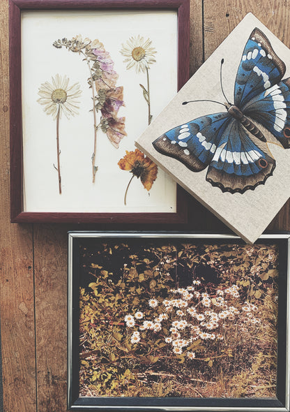 Vintage Framed Dried Flower Art