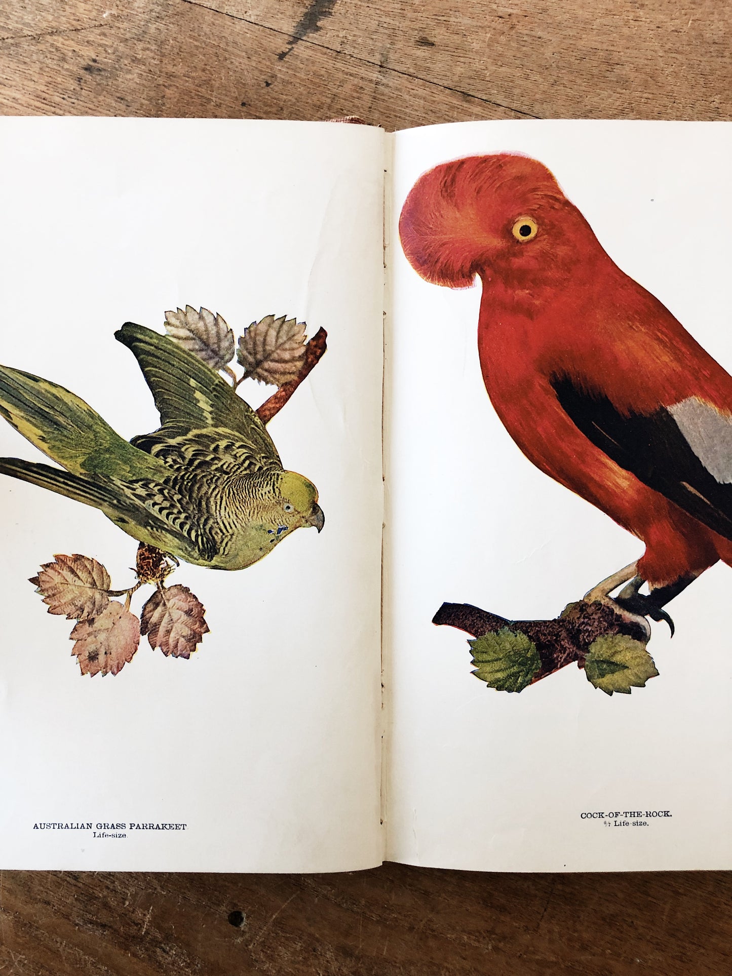 Antique 1800s Birds Book