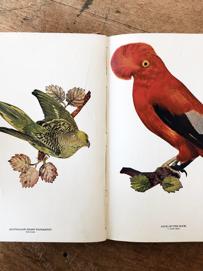 Antique 1800s Birds Book