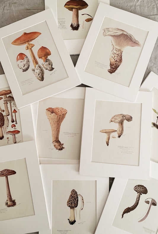 Vintage 1970’s Matted Mushroom Prints 11x14”