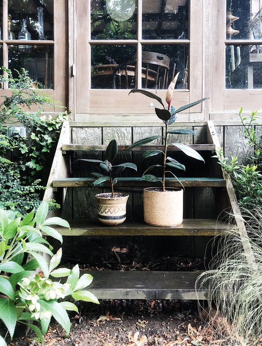 Ficus Elastica in Vintage Pottery