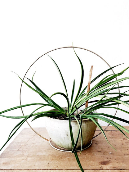 Vintage Minimal Chrome Circle Planter