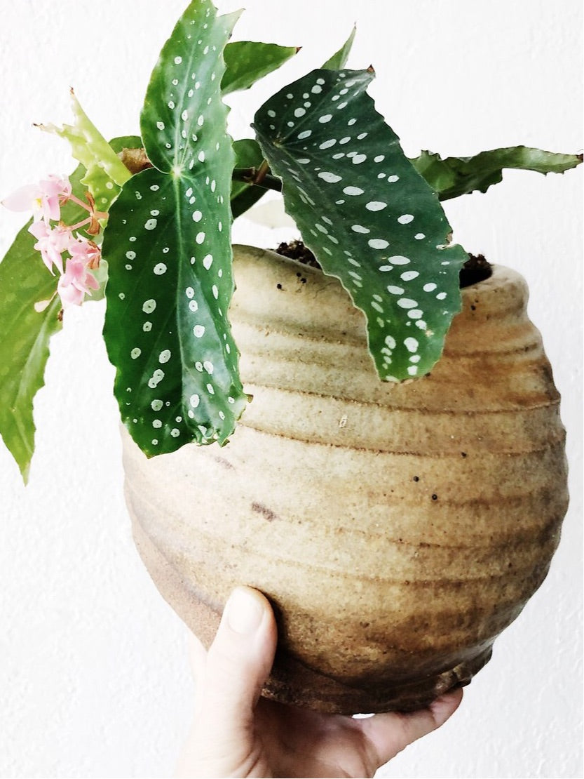 Vintage Clay Wall Planter