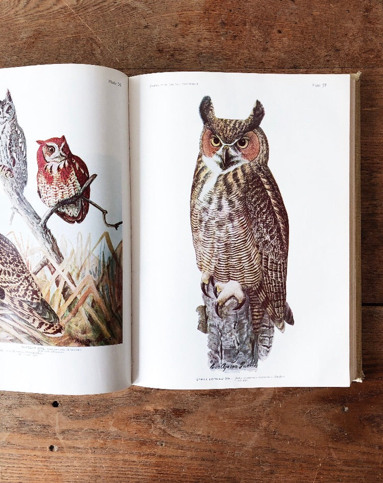 Vintage 1930s Birds of America Book