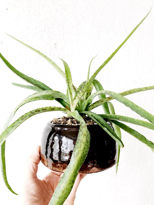 Manfreda Plant in Vintage Stoneware