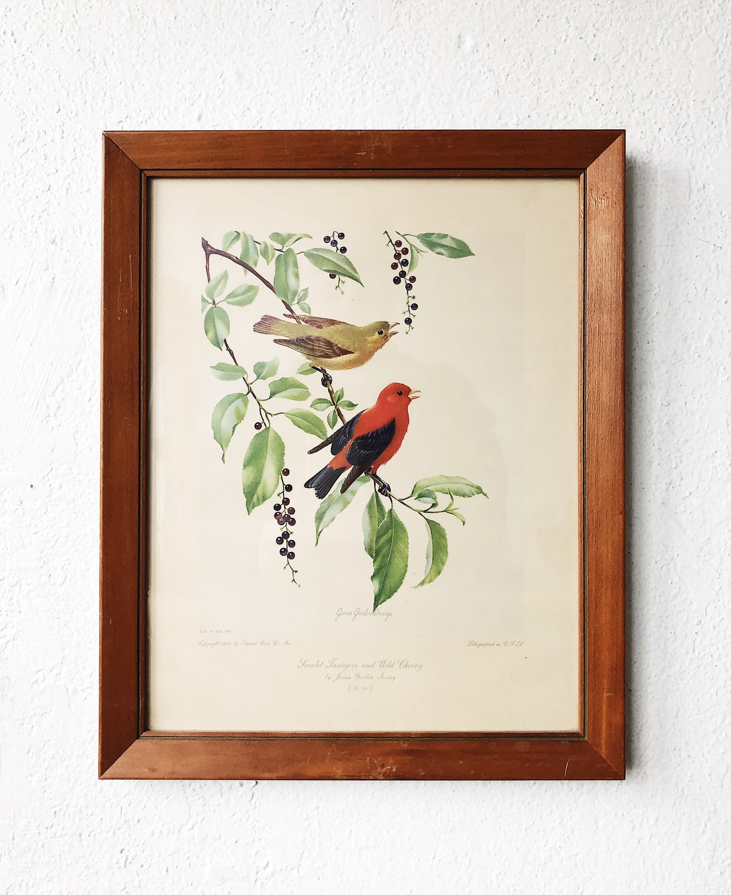 Vintage 1950s Natural History Lithograph
