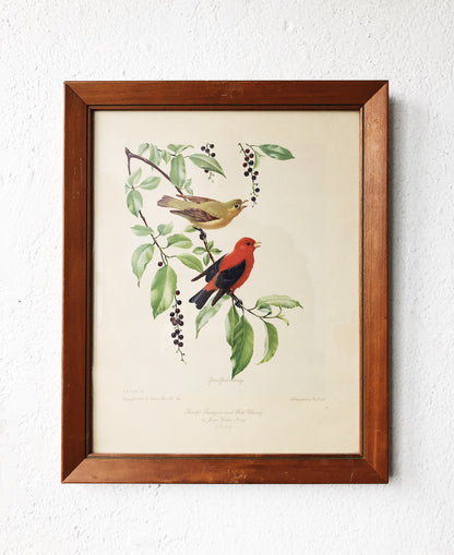Vintage 1950s Natural History Lithograph