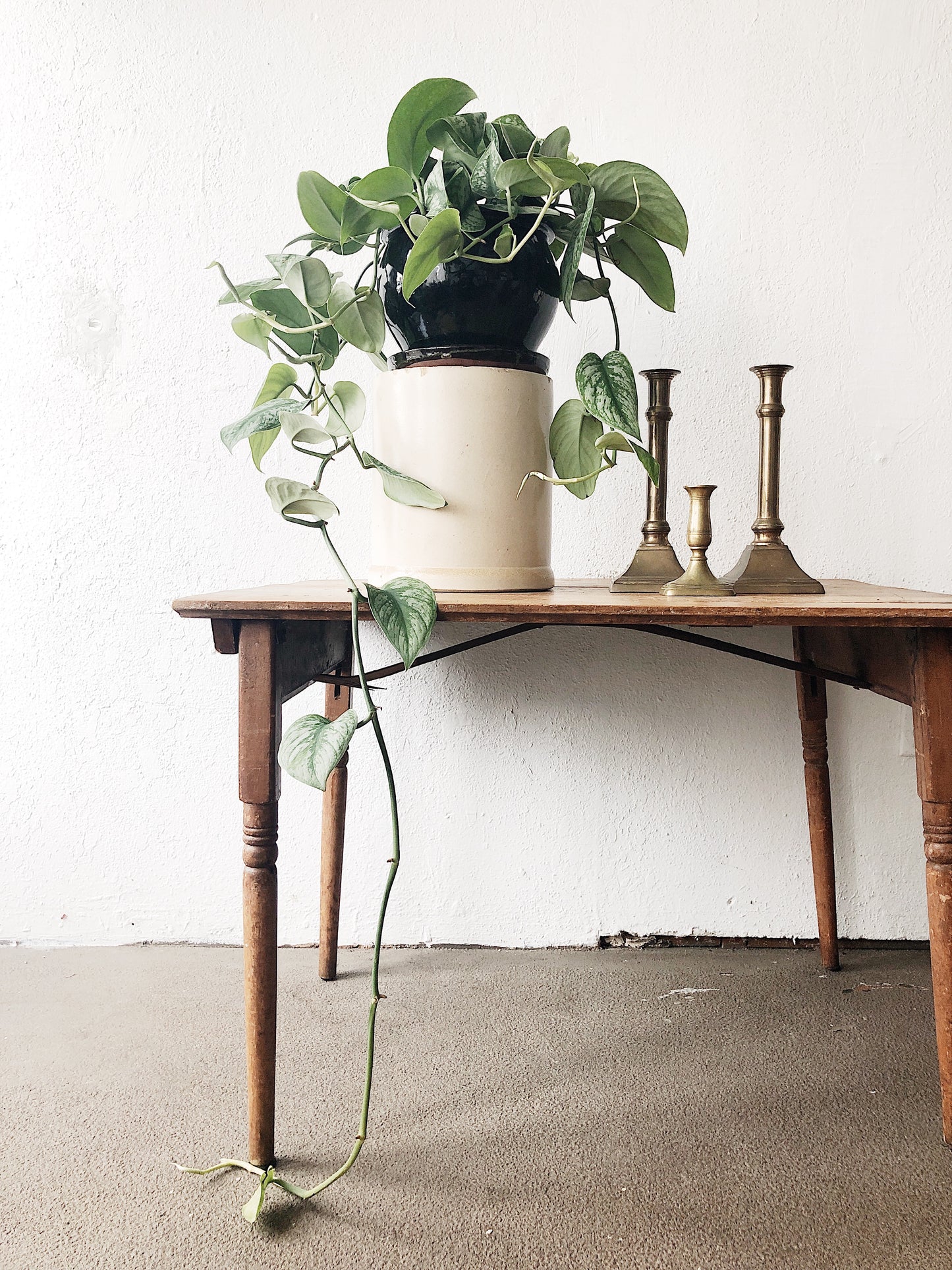 Scindapsus Pictus in Vintage Ceramic