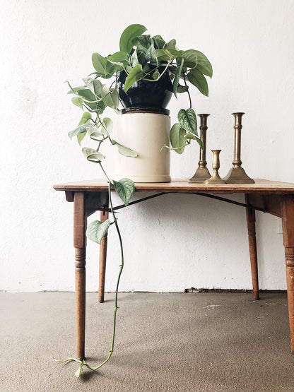 Scindapsus Pictus in Vintage Ceramic