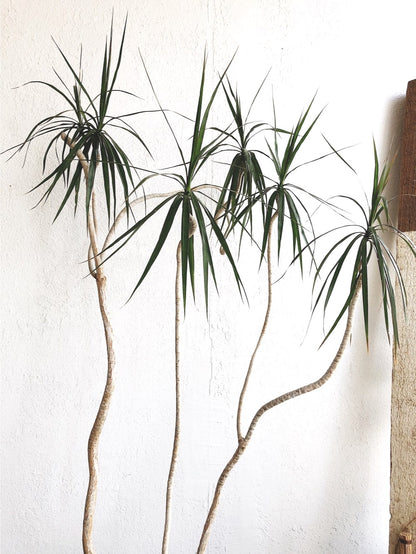 Potted Dracaena Palm