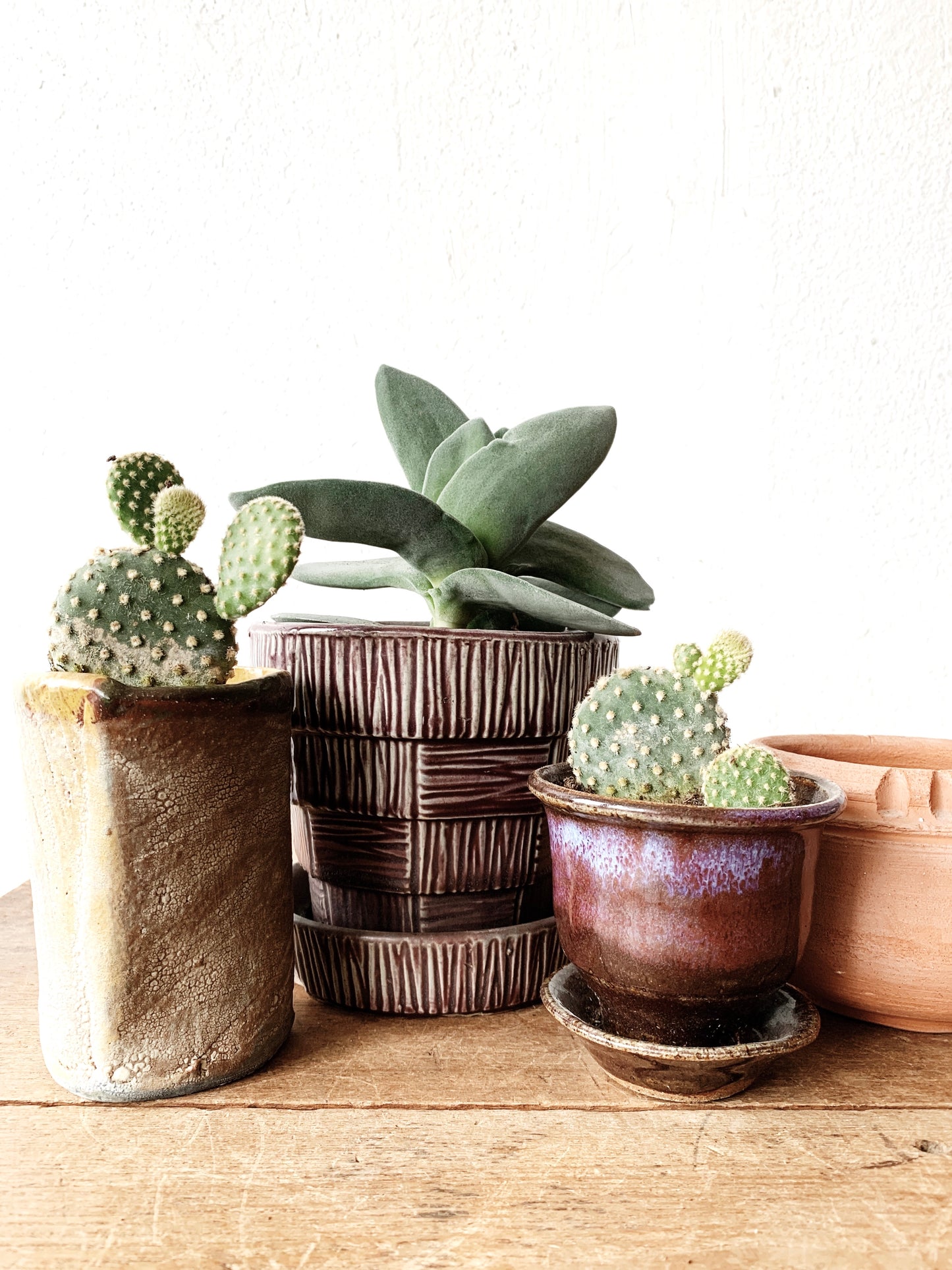 Potted Cactus or Succulent