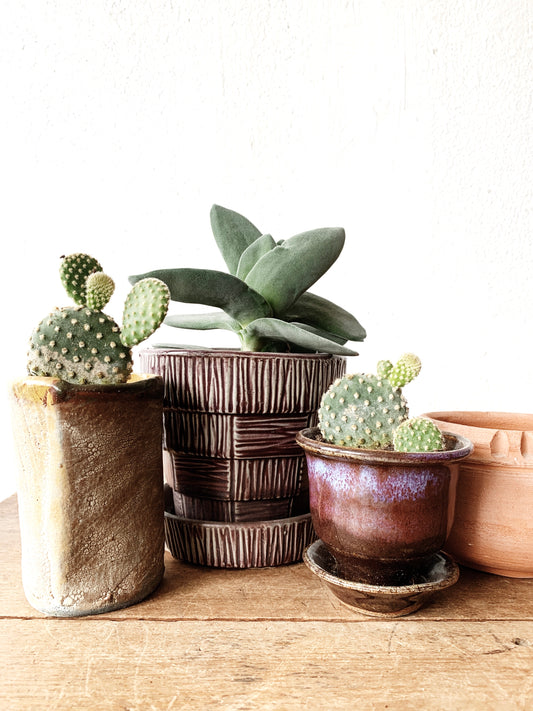 Potted Cactus or Succulent