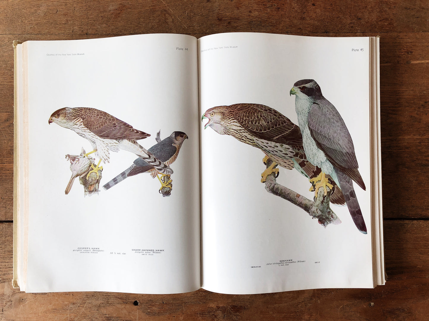 Vintage 1940s Audubon Birds of America Guide