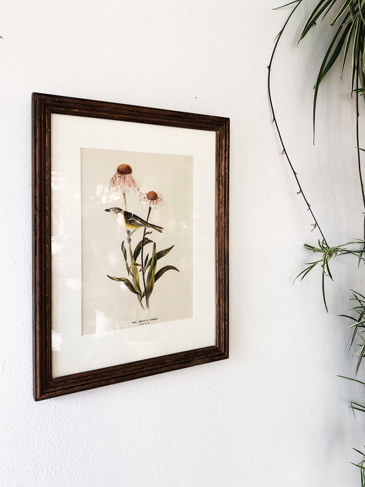 Antique Framed Audubon Plate