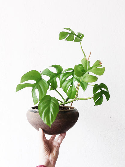 Rhaphidophora Tetrasperma in Vintage Pot