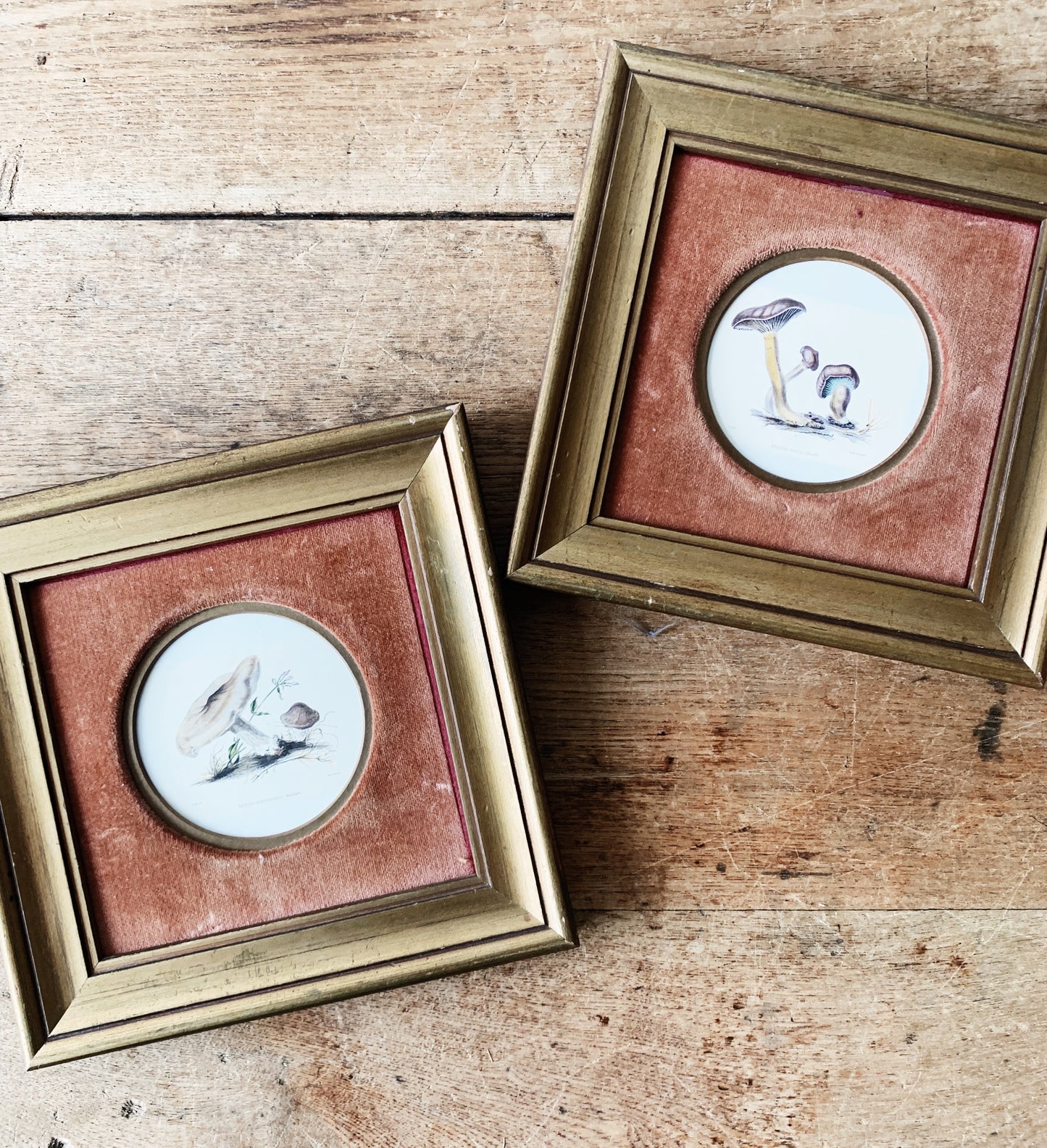 Vintage Framed Mushroom Prints