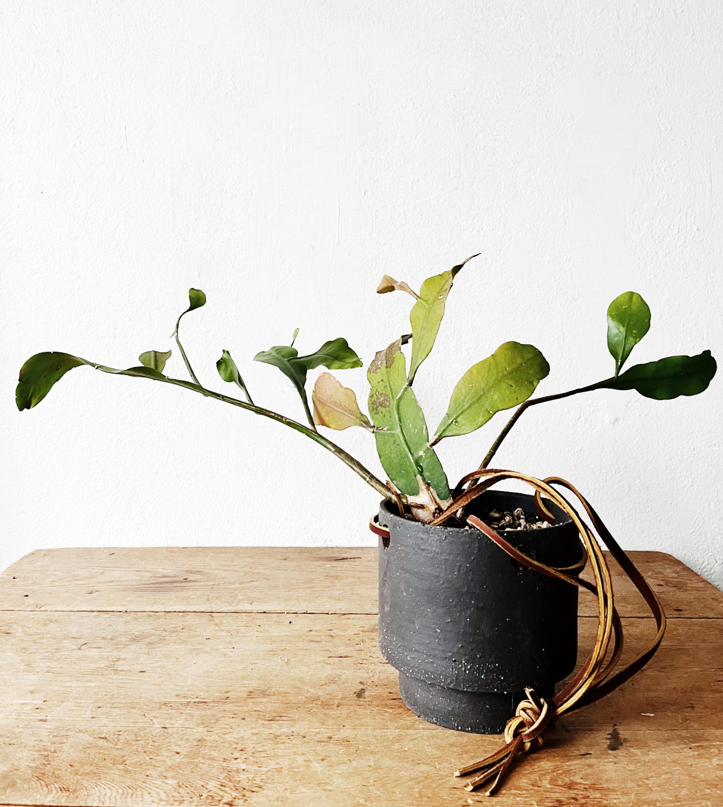 Night Blooming Cereus in Modern Ceramic