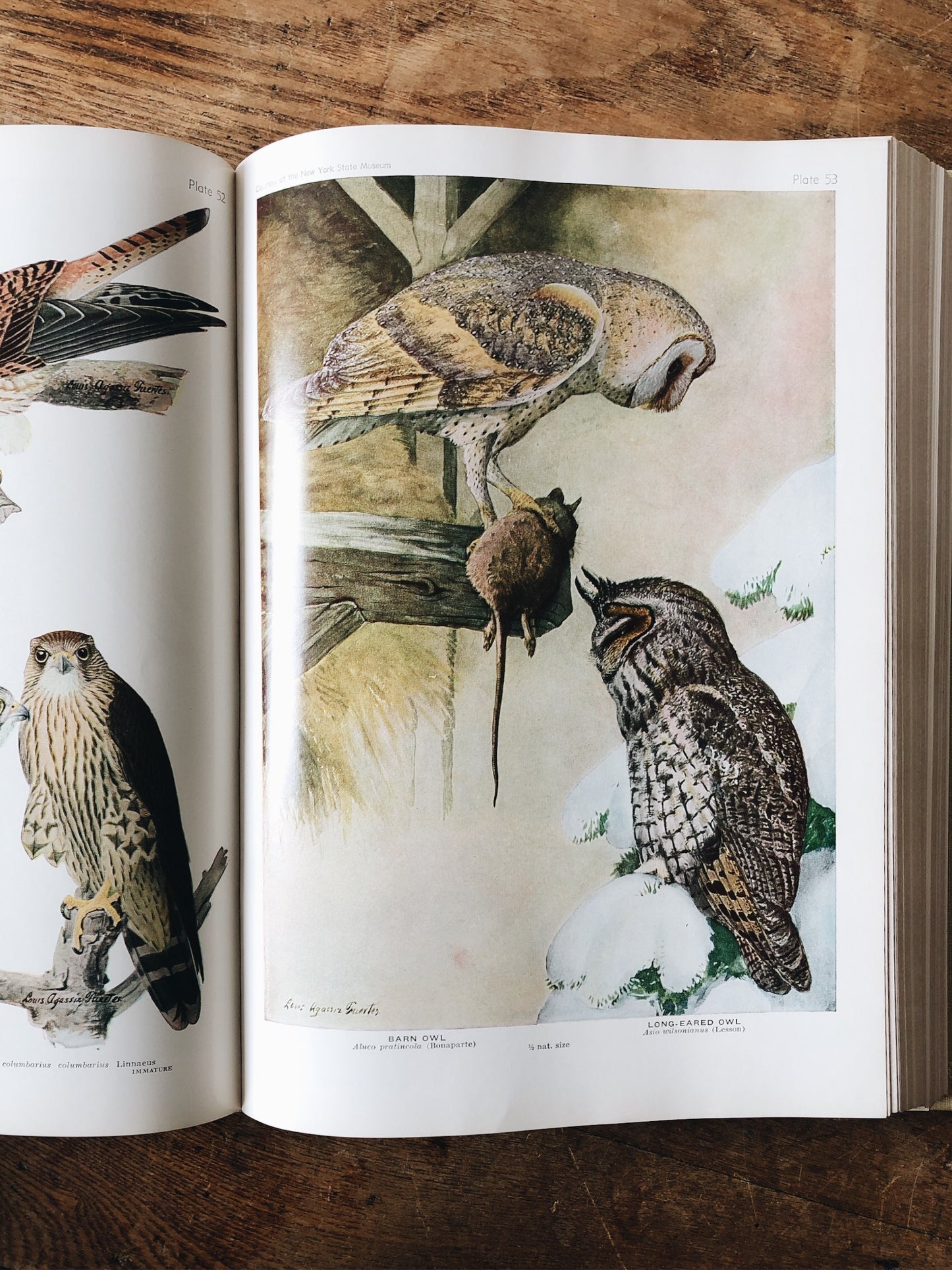 Vintage 1940s Birds of America Book