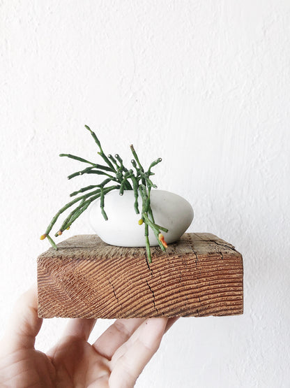 Hatiora Salicornioides in Handmade Vessel