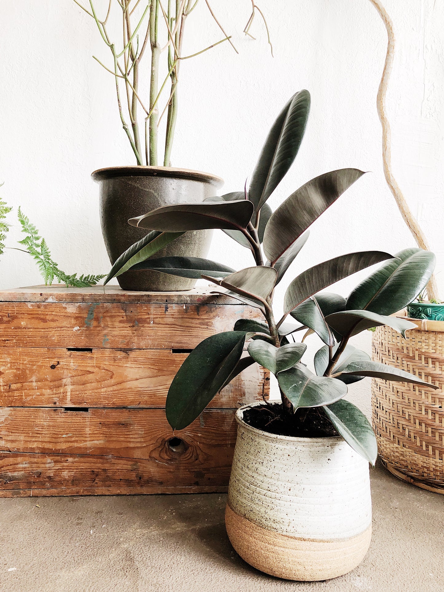 Ficus Elastica in Handmade Stoneware Pot
