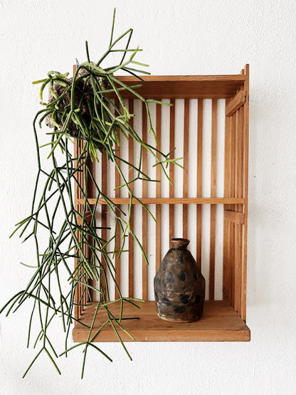 Rhipsalis Baccifera Cork Mount