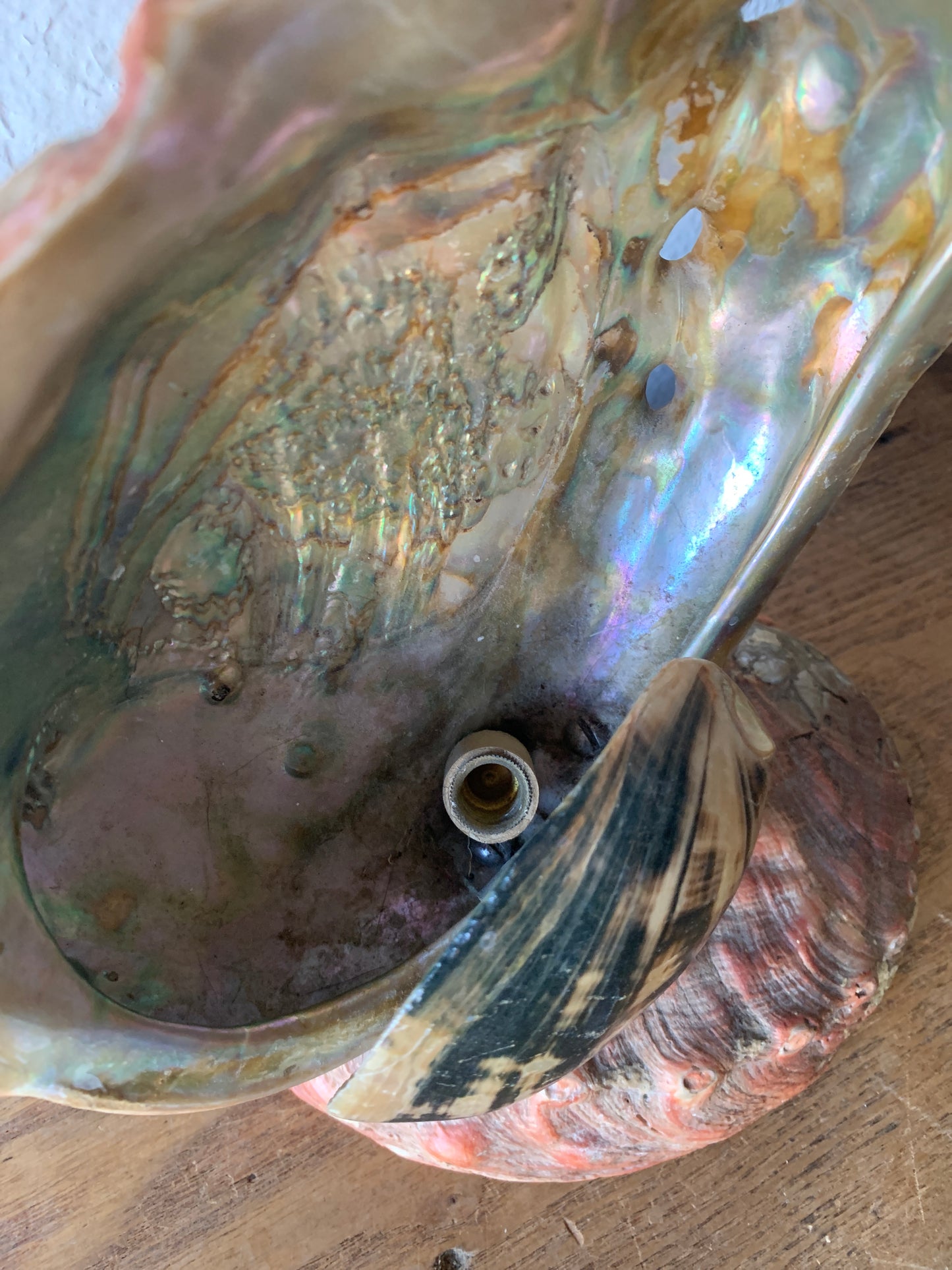 Abalone Shell Nightlight