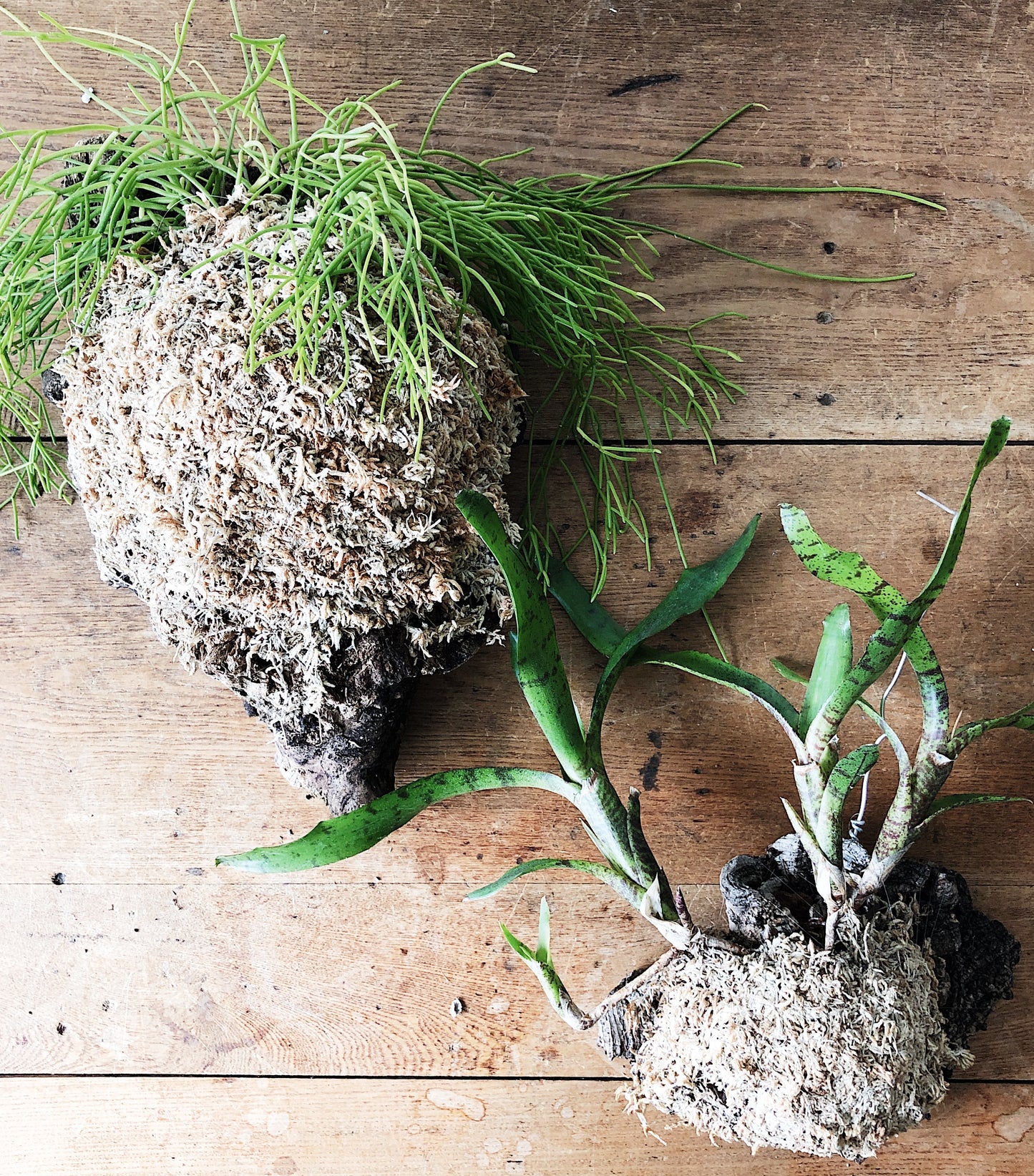 Cork Mounted Epiphytic Plant