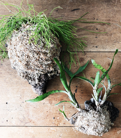 Cork Mounted Epiphytic Plant