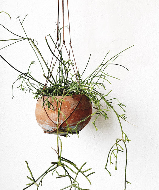 Rhipsalis in Vintage Clay