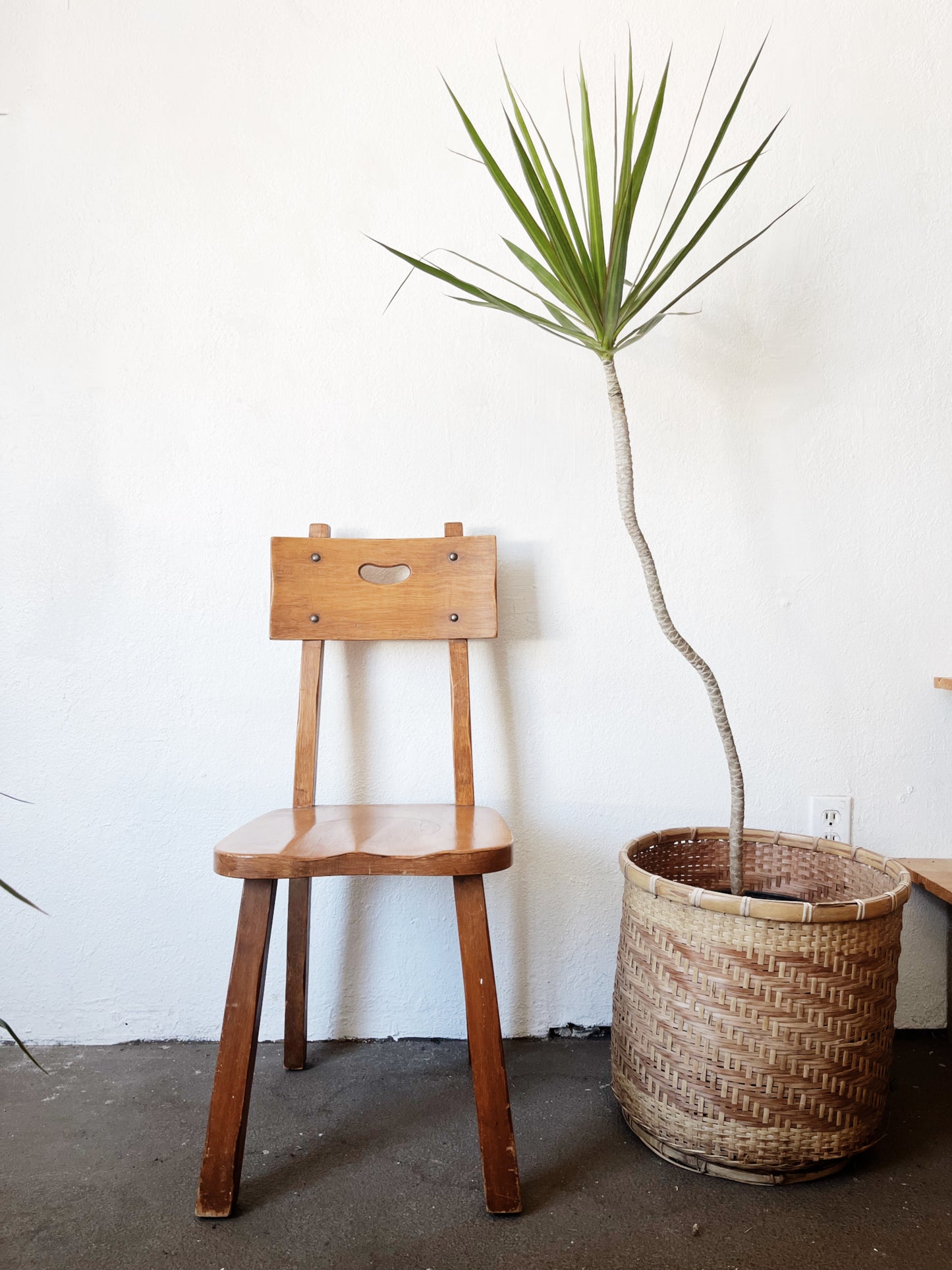 Potted Dracaena Palms