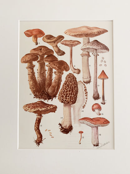 Vintage 1970’s Matted Mushroom Prints 11x14”