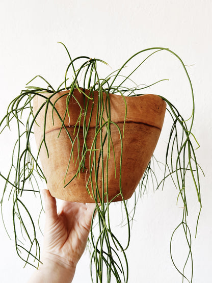 Rhipsalis Baccifera in Hand Turned Wood