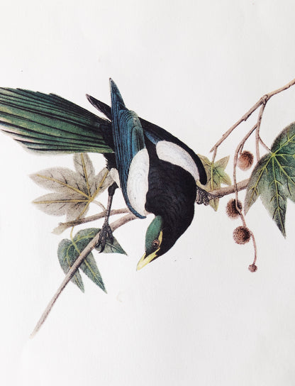 Pair of Audubon Prints