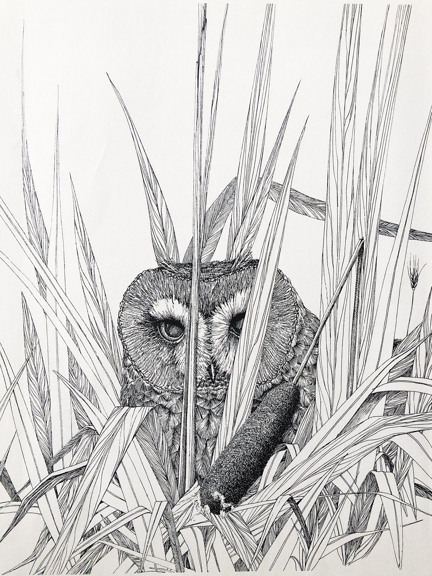 Vintage Parnell Framed Owl Illustration