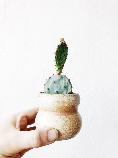 Opuntia Cactus in Vintage Pottery