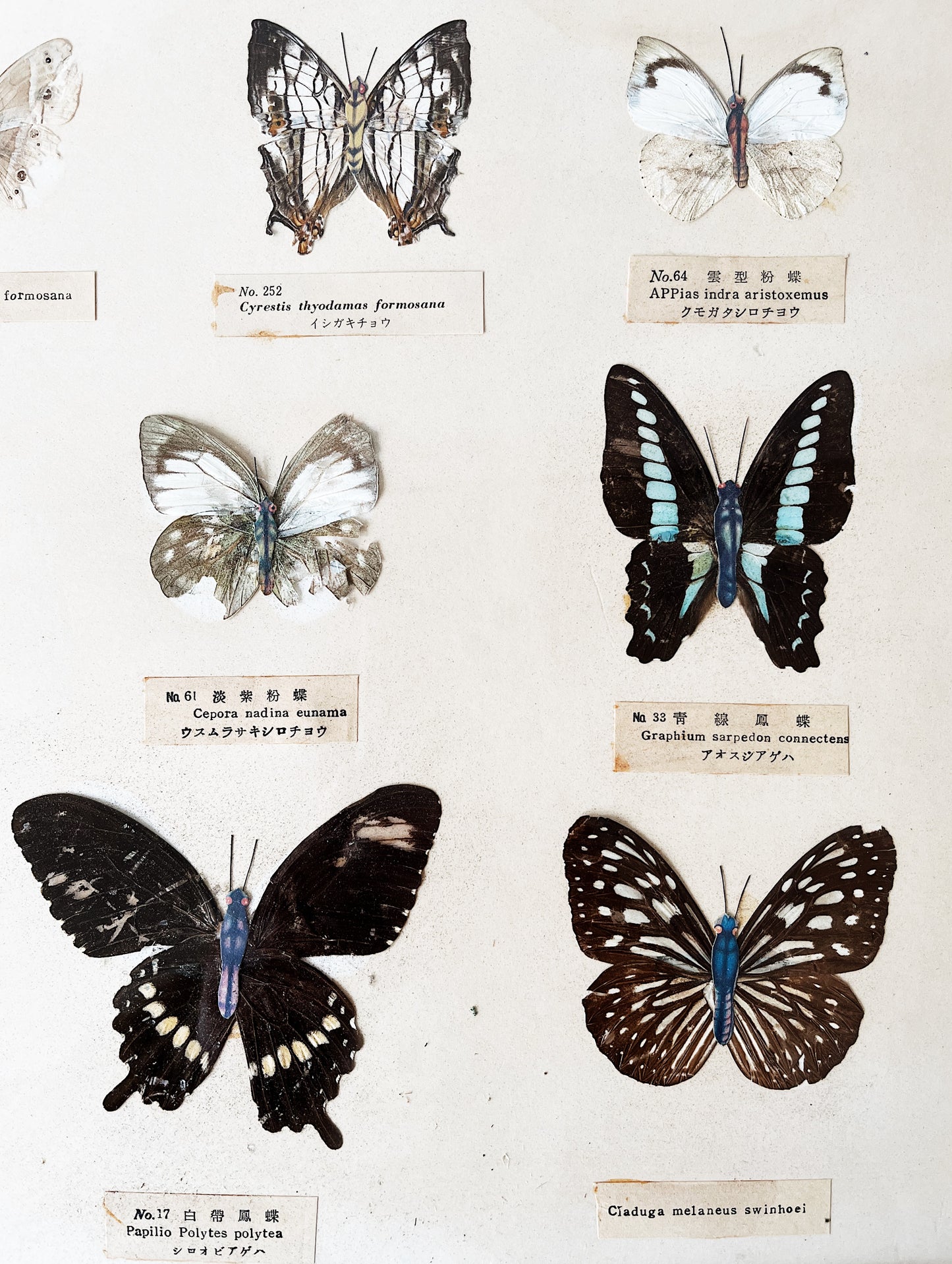 Vintage Specimen Chart