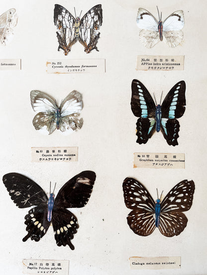 Vintage Specimen Chart