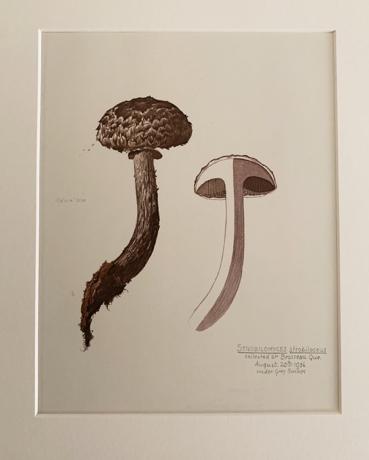 Vintage 1970’s Matted Mushroom Prints 11x14”