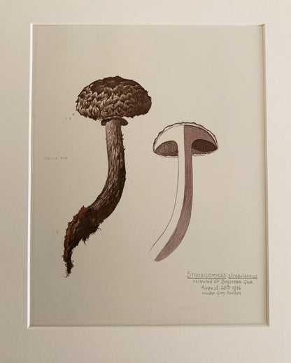 Vintage 1970’s Matted Mushroom Prints 11x14”