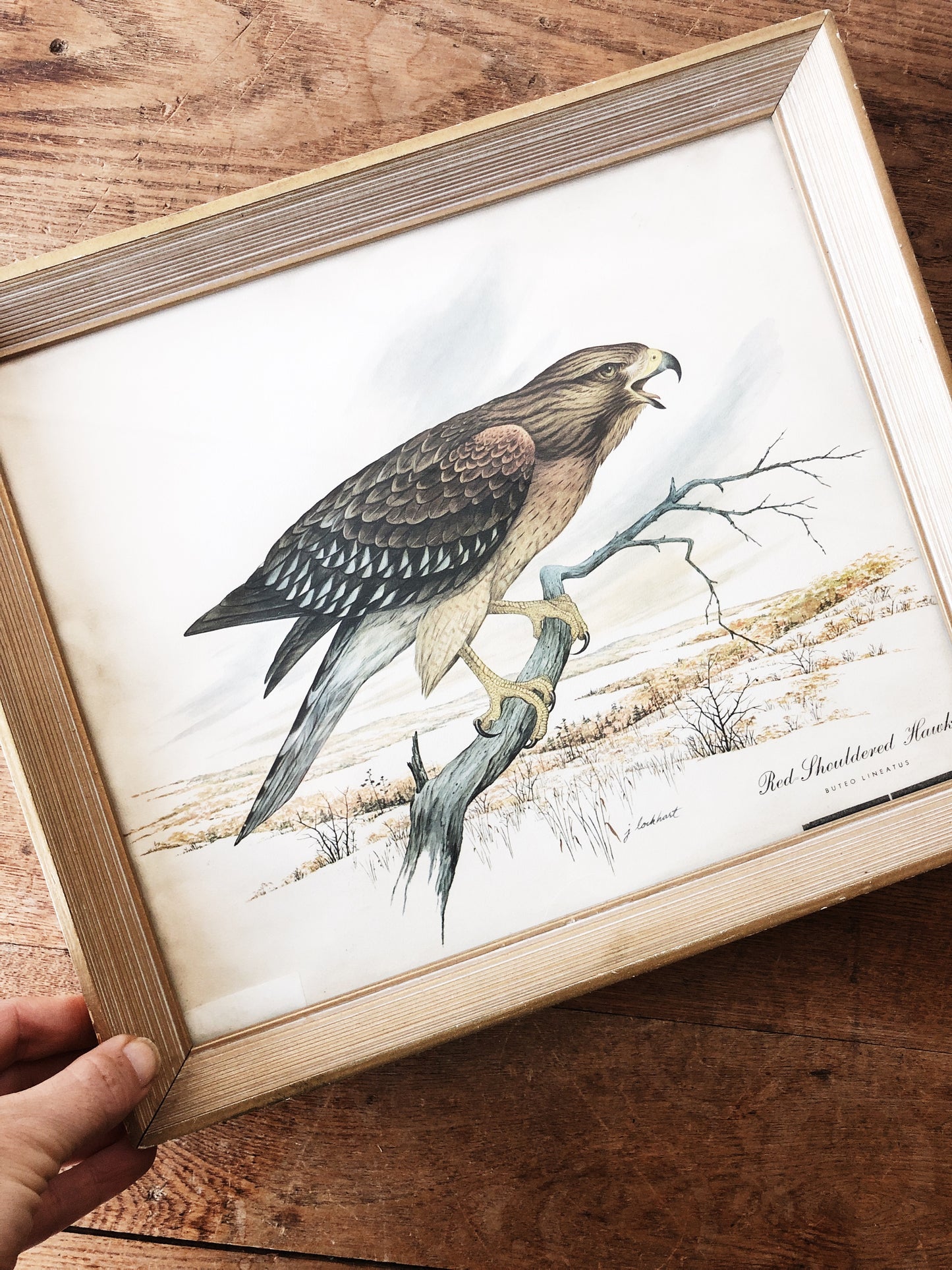 Vintage J Lockhart Hawk Litho