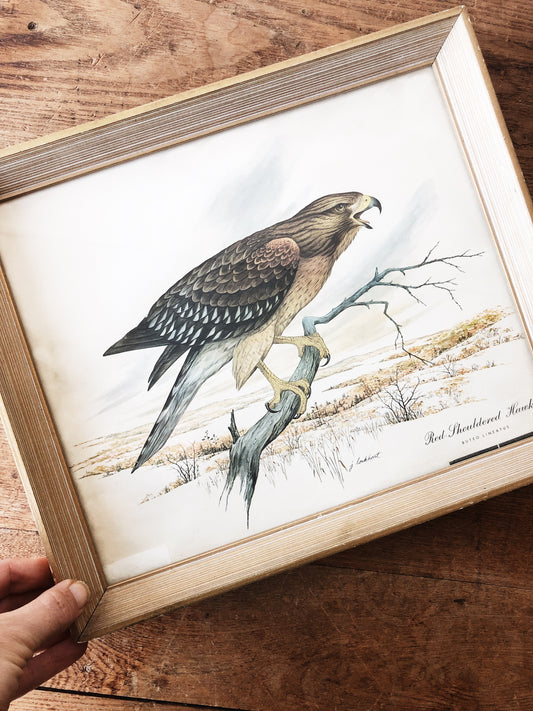 Vintage J Lockhart Hawk Litho