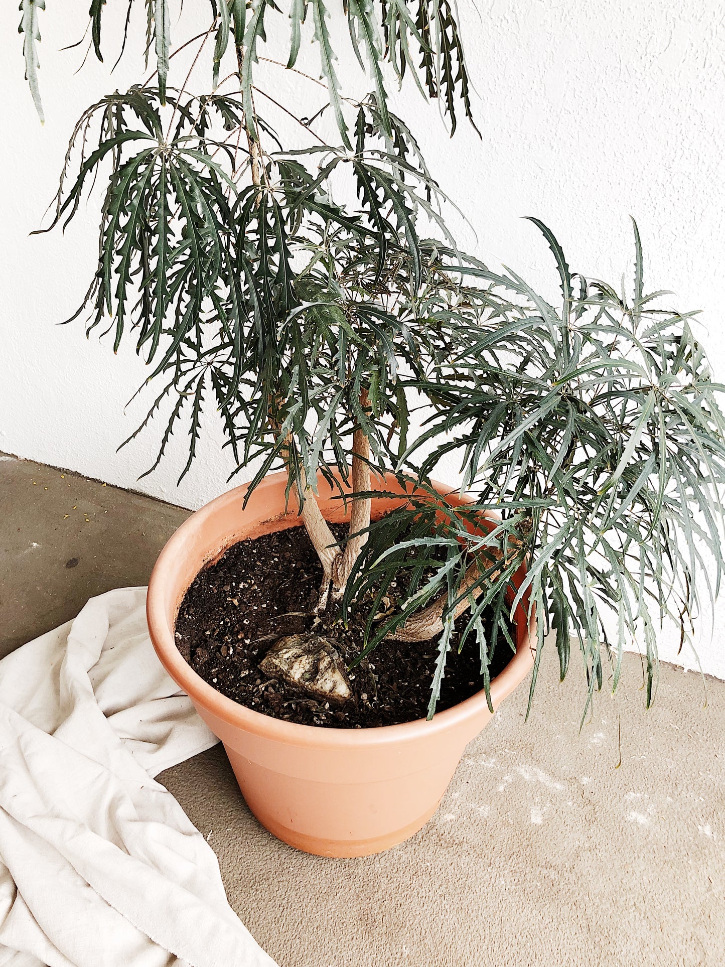 Mature Schefflera Elegantissima Floor Plant