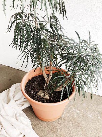 Mature Schefflera Elegantissima Floor Plant