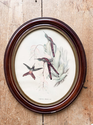 Antique J. Gould Hummingbirds